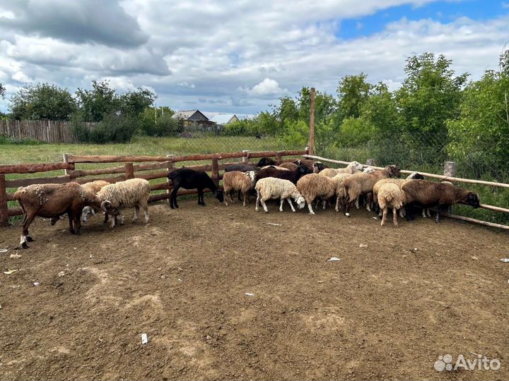 Овцы бараны