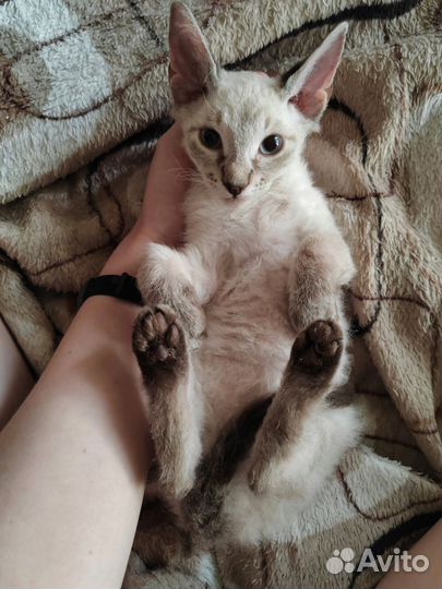 Донской Сфинкс Котята