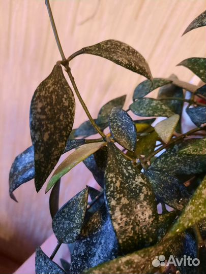 Хойя парвифлора сплеш