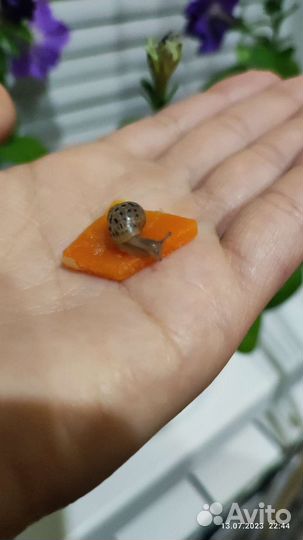 Улитки ахатины