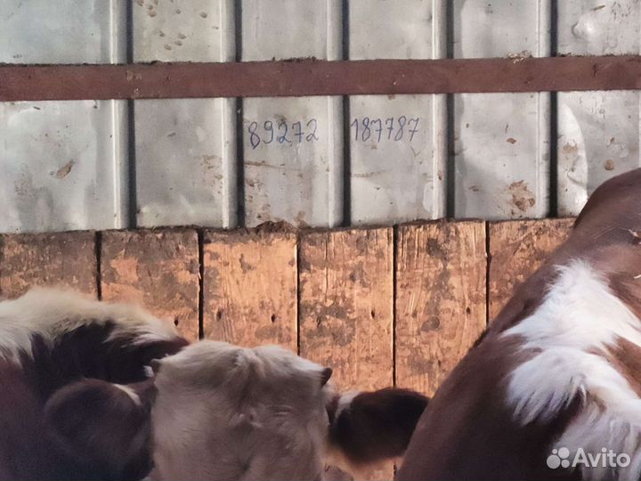 Телята бычки быки жеребята