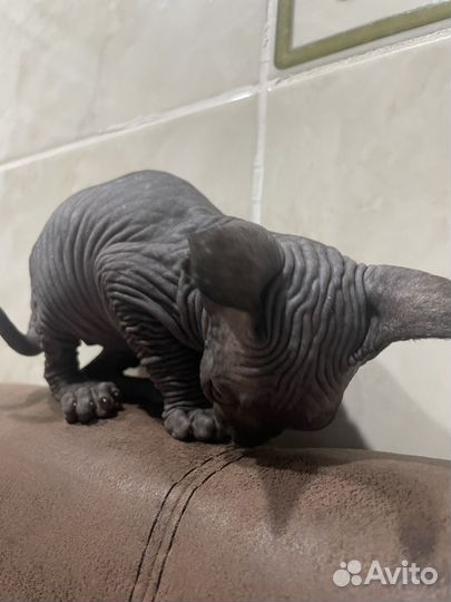 Канадский сфинкс