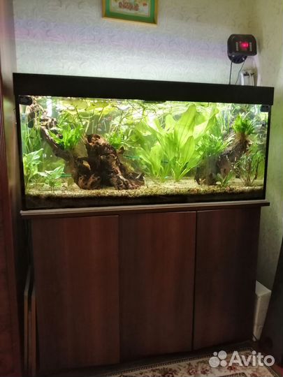 Эхинодорус