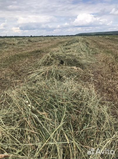 Сено в тюках