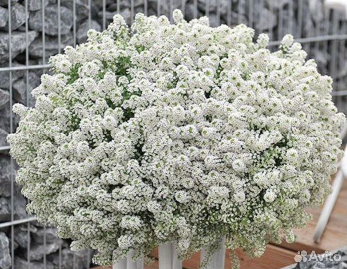 Алиссум Сноу принцесс, Stream Lavеnder