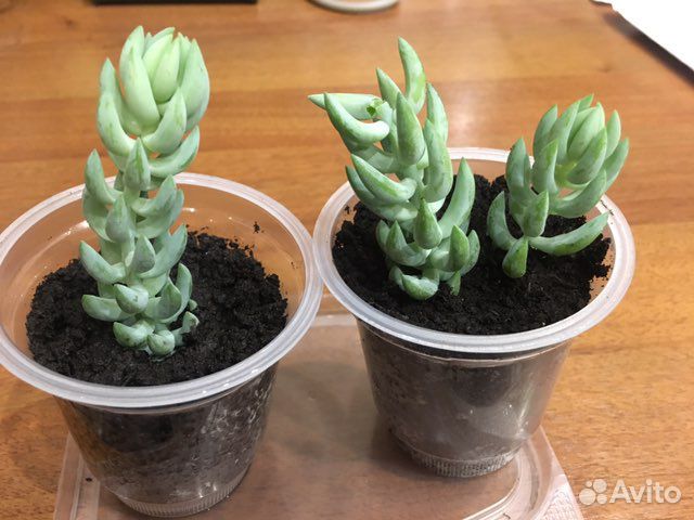 Очиток Моргана