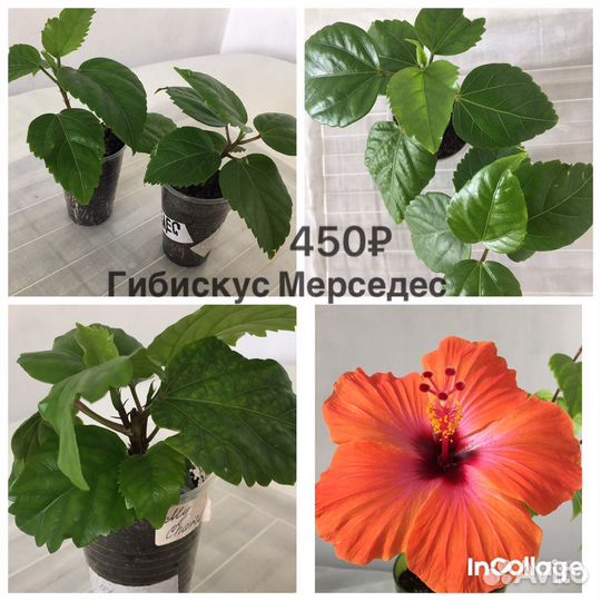 Гибискусы сортовые
