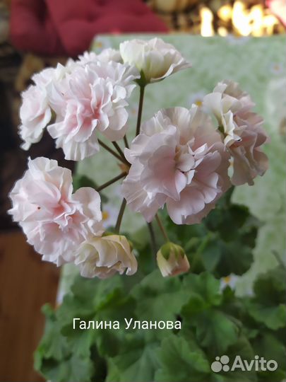 Пеларгонии сортовые