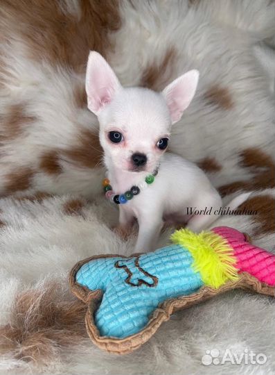 Супер Мини Зайка Чихуахуа