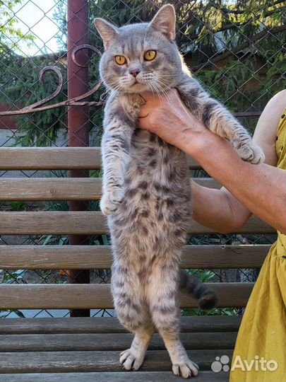 Кот шотландец