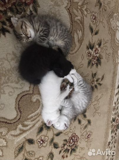 Продаются котята шотландской породы вислоухие