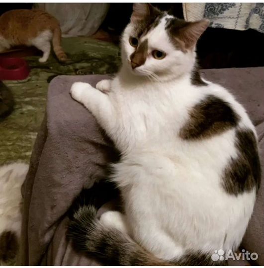 Кошечка Сонечка