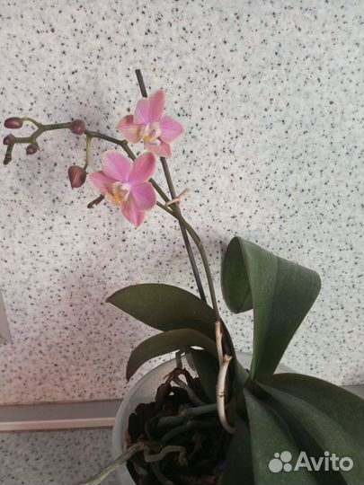 Орхидея фаленопсис