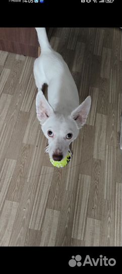 Отдам в добрые руки собаку