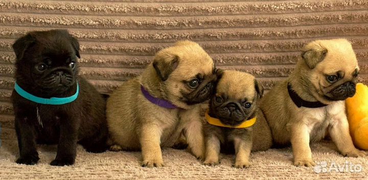 Щенки мопса