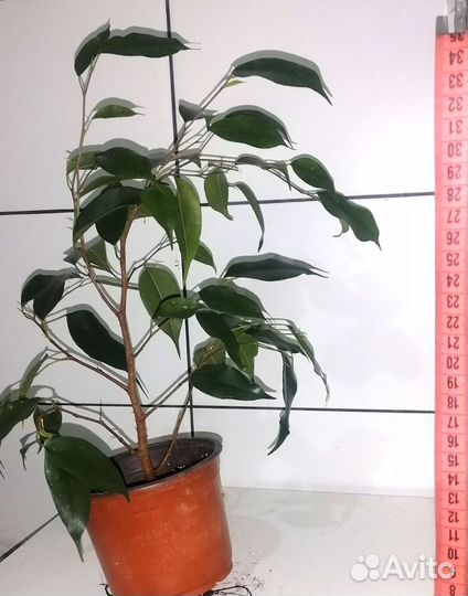 Фикус бенджамина, Хомедорея, замиокулькас