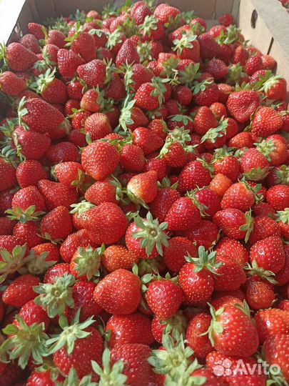 Домашняя клубника