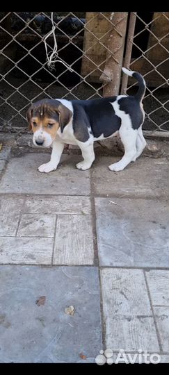 Щенки русской пегой гончей