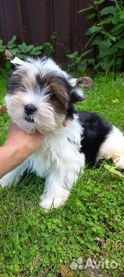 Девочка красавица