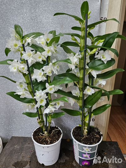 Орхидея дендробиум 12/45