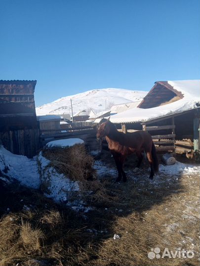 Жеребец башкирской породы