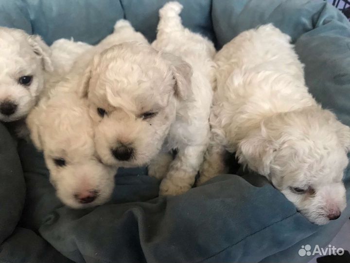 Щенки бишон фризе
