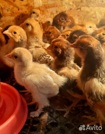 Цыплята микс и брама изабелла