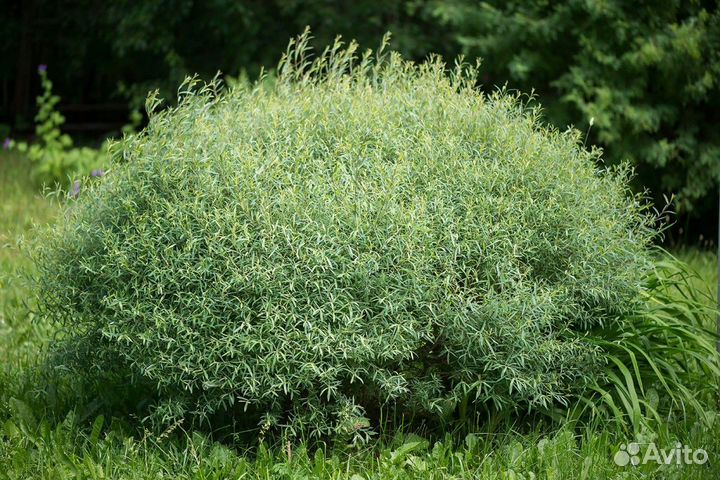 Кустарники садовые