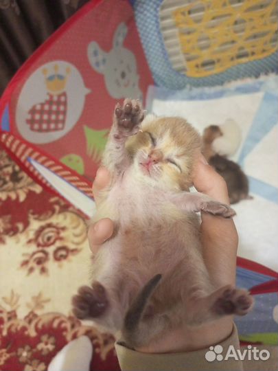 Шотландские котята