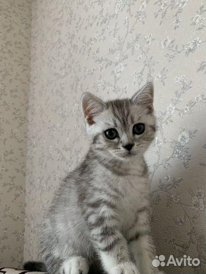 Котенок британской породы