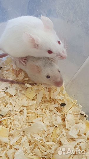 Декоративные мышки