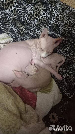 Котята