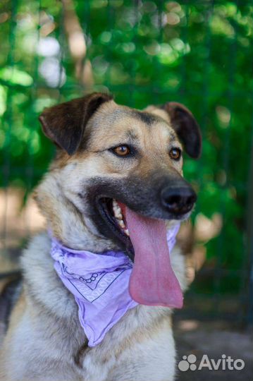 Собака в добрые руки