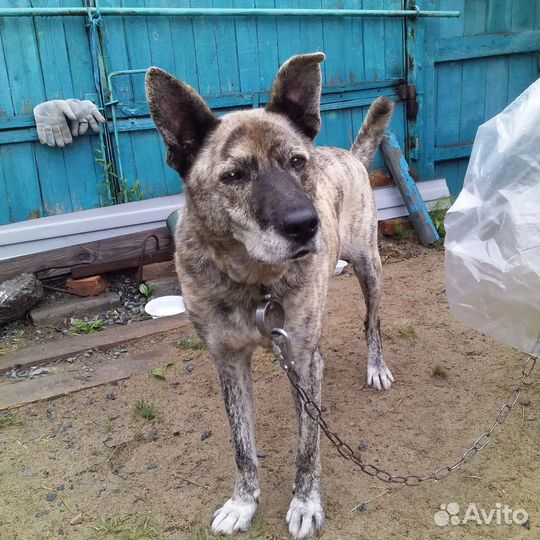 Собака в дом, охрана