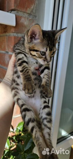 Бенгальские котята