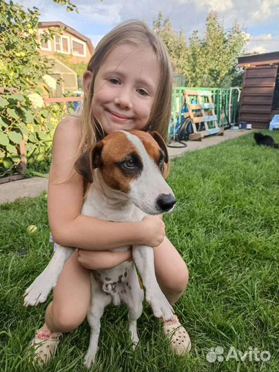 Собака для вязки