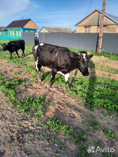 Корова дойная с бычком, телка, боров на племя