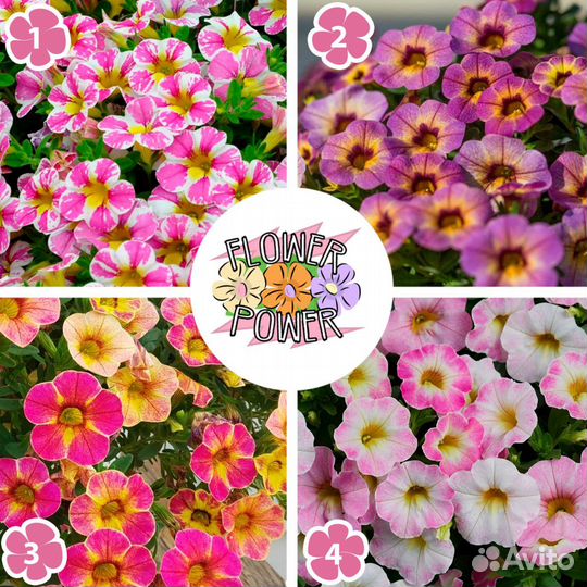 Вегетативная калибрахоа