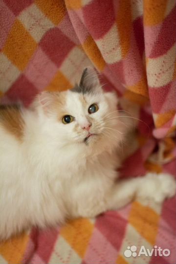 Кошка в добрые руки