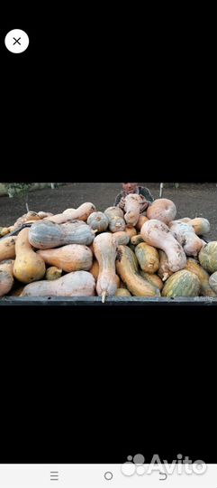 Тыква кормовая