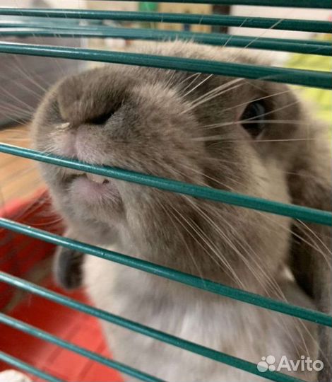 Карликовый вислоухий кролик баран