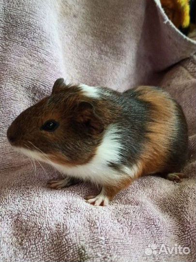 Морские свинки