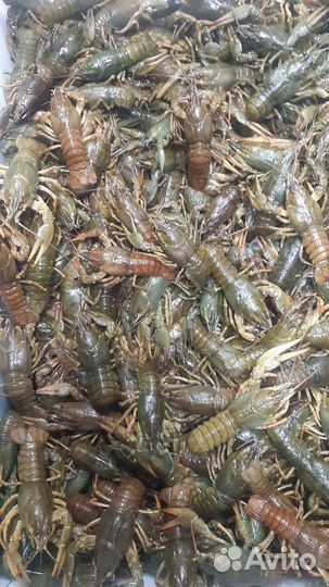 Волжские раки