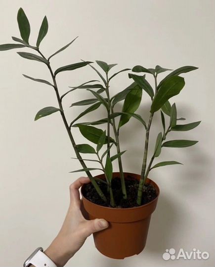 Замиокулькас