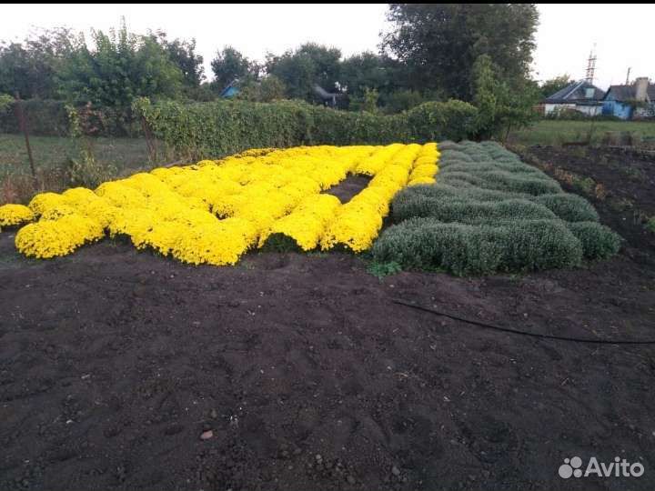 Хризантема шаровидная,мультифлора,саженцы
