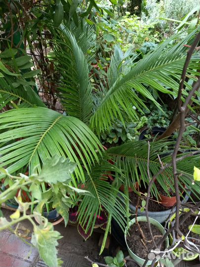 Комнатные растения цветы большие