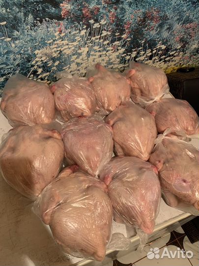 Мясо курицы бройлера
