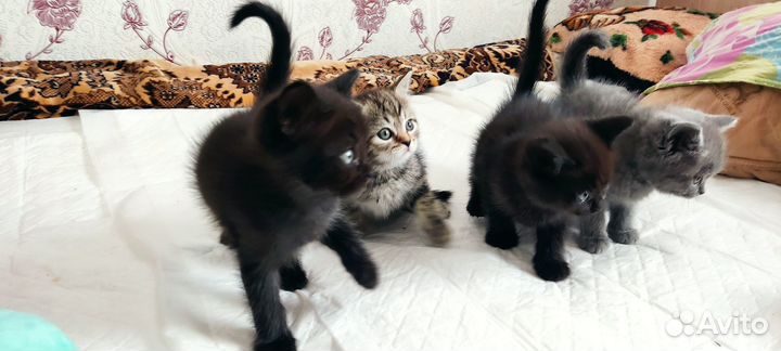 Котята отдам в добрые руки бесплатно)