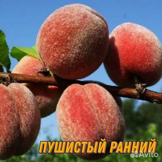 Саженцы персика