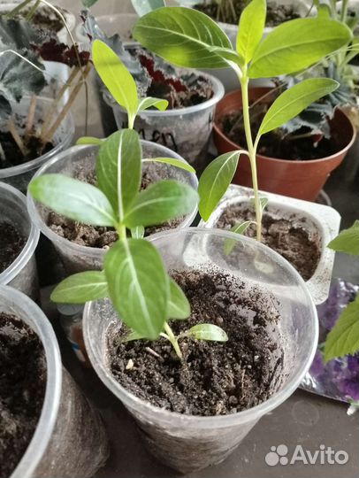 Барвинок (катарантус)